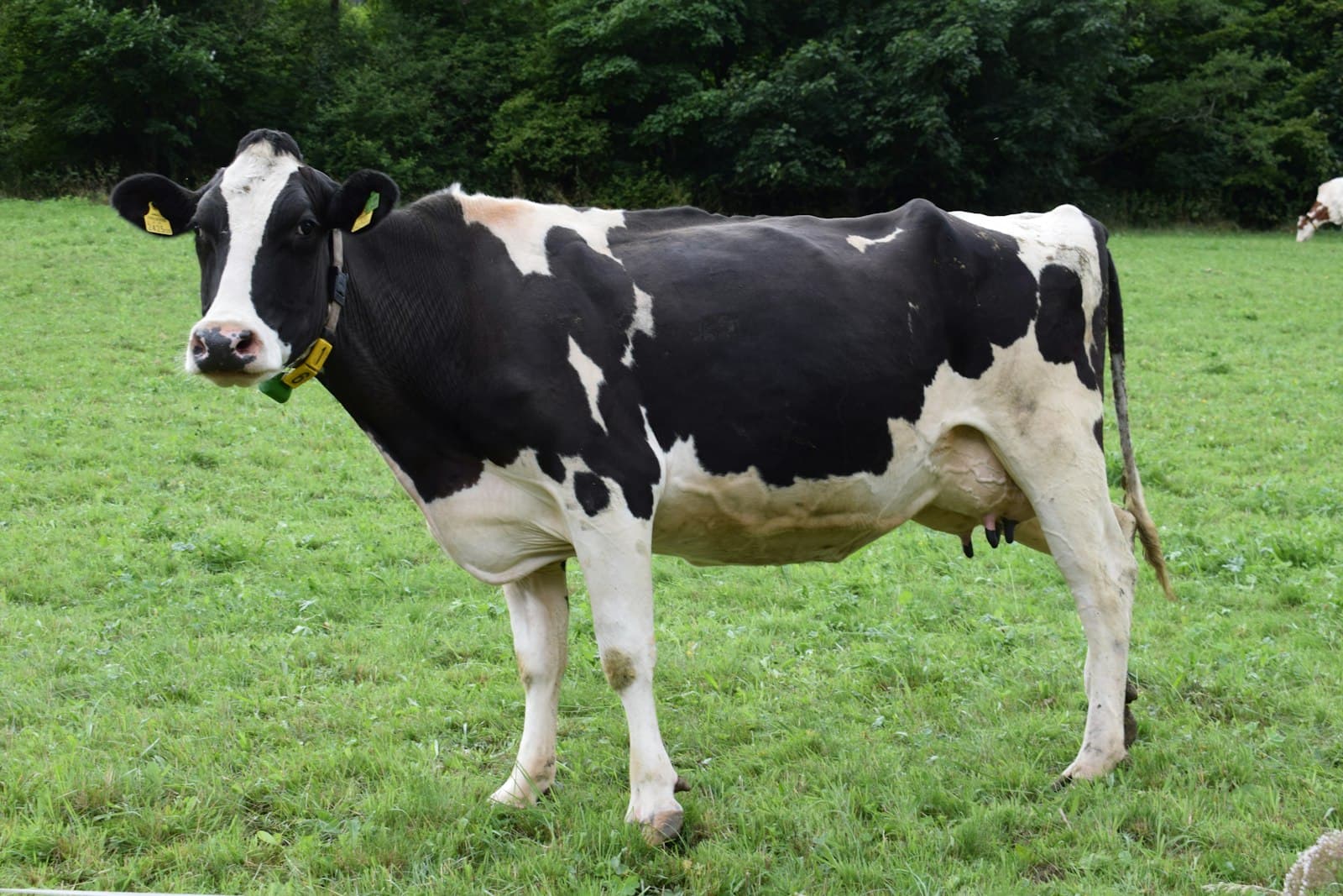 Holstein dairy cow in a green pasture