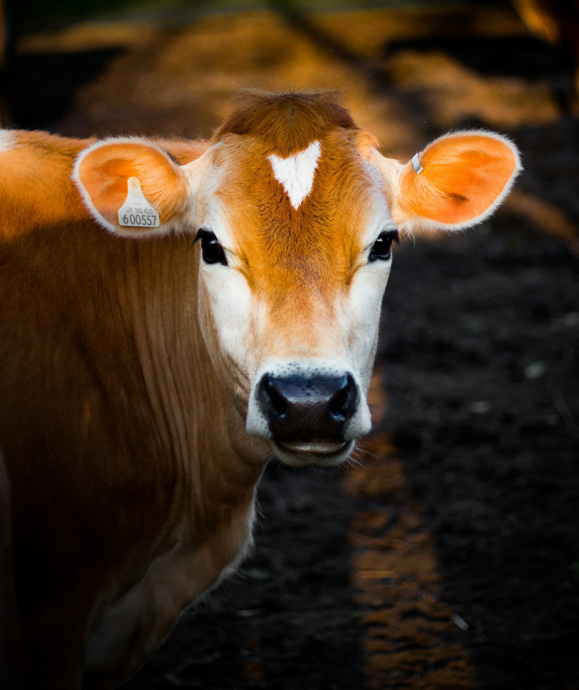 Close portrait of a dairy cow in warm farm light